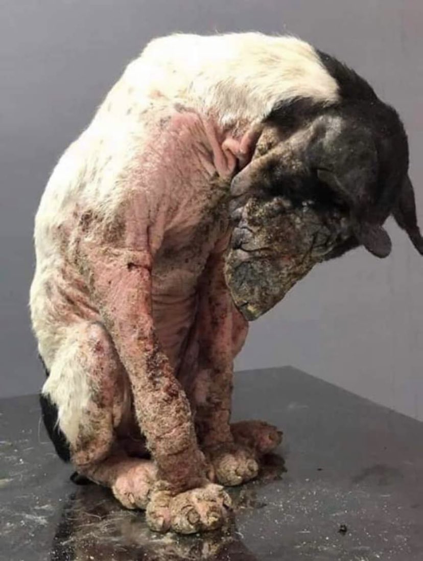 domdyer70's tweet photo. I will not be bullied into silence in seeking to defend Turkish street dogs this brutal cruelty must end #Turkey https://t.co/eCUtVLxCxL