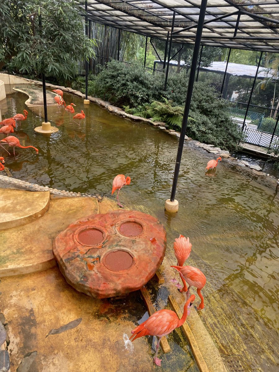 anna_gilchrist's tweet photo. Year 4 had so much fun on their trip to Hong Kong Zoological Gardens today🌿🦥🦩🐵🦧 @anfield_schhk https://t.co/JLgrv7T2jq