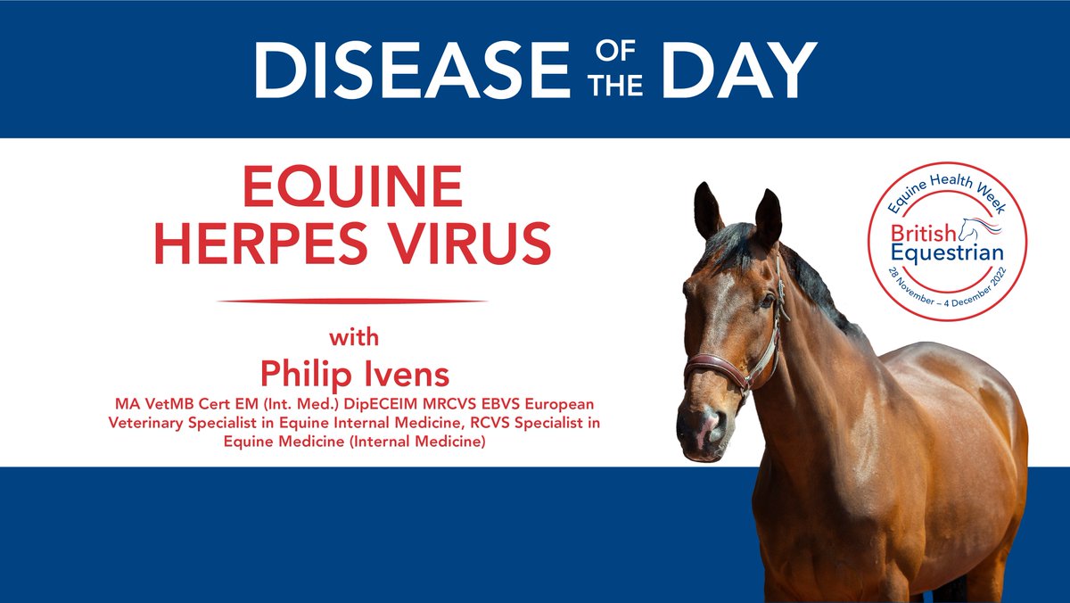 BritEquestrian's tweet photo. For today's Disease of the Day,
vet Philip Ivens from Buckingham Equine Vets is here to talk about equine herpes virus, focusing on the respiratory and neurological forms of the disease. 

Listen here 👉 https://t.co/63mgmwjYby

#EquineHealthWeek22 https://t.co/90monmuIU7