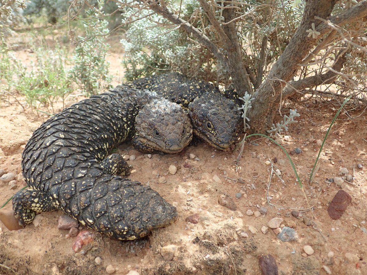 Mike Gardner (@mikeg_lizards) on Twitter photo Thrilled to be funded by the Aust. Res. Council (ARC) for an exciting project exploring the interaction of pairbonding with parasites, the immune system, neurochemicals and the brain in sleepy lizards with <a href="/alaurenoconnell/">Lauren O'Connell</a> <a href="/Dr_StephGodfrey/">Steph Godfrey (she/her)</a>, Terry Bertozzi, Rob Miller and Andy Sih Thrilled to be funded by the Aust. Res. Council (ARC) for an exciting project exploring the interaction of pairbonding with parasites, the immune system, neurochemicals and the brain in sleepy lizards with <a href="/alaurenoconnell/">Lauren O'Connell</a> <a href="/Dr_StephGodfrey/">Steph Godfrey (she/her)</a>, Terry Bertozzi, Rob Miller and Andy Sih
