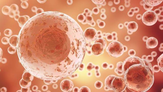 gdalmiathinks's tweet photo. "The human body has about 30Trn human cells plus another 30-40Trn bacterial cells, for a total of about 70 trillion cells. If your body were a democracy, the human cells would often be the minority. You (as a human) would never win an election."
        - Chris Mason, biologist https://t.co/5qLqTQr1mn
