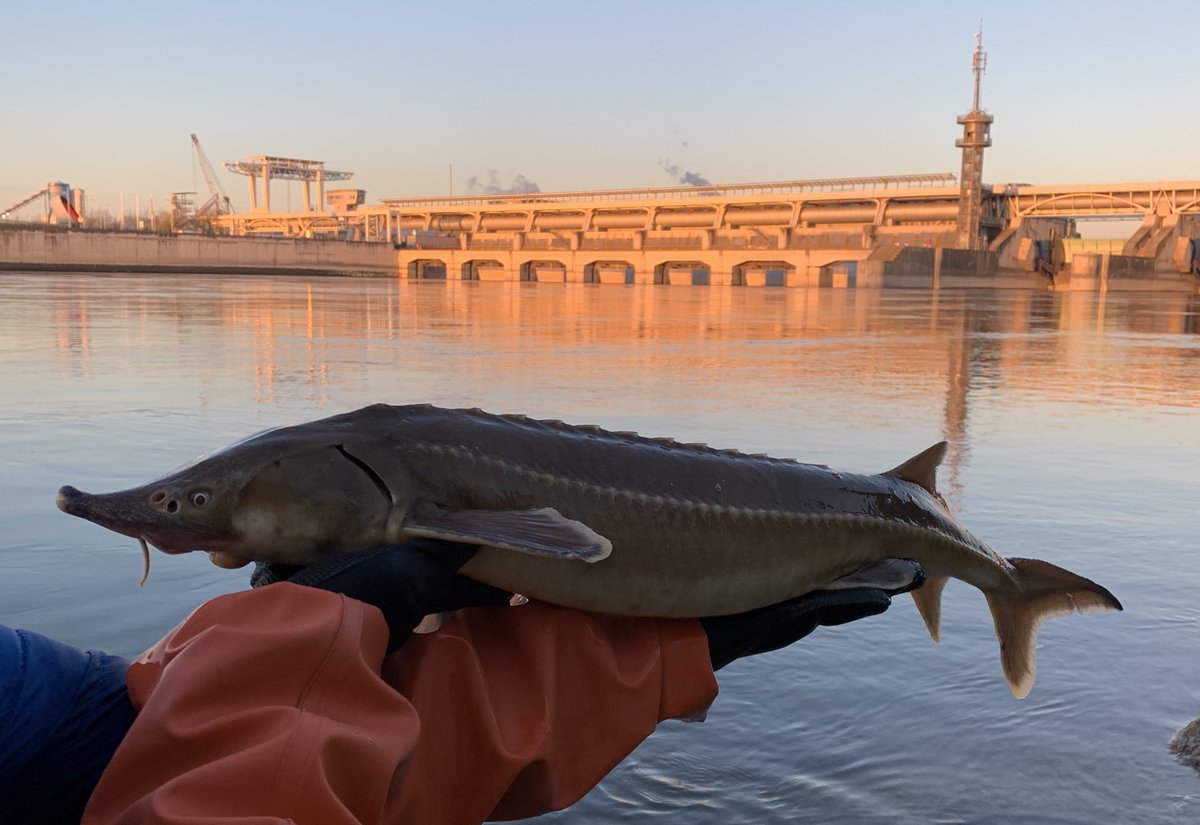 freshwaterblog's tweet photo. 🔬 Looking for ‘needles in a haystack’: using eDNA to detect endangered sturgeon populations
🗺️ https://t.co/llOlSKoIFv https://t.co/N0cfDkbWUO