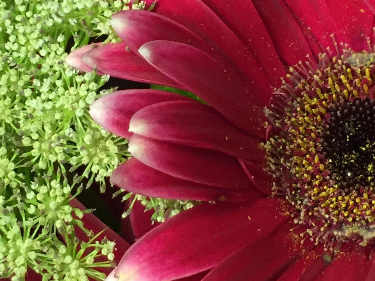 DizzyBigIsland🌋🧷 tweet media