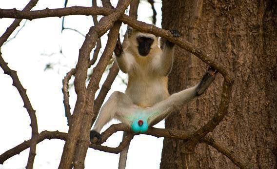 If my testicles were bright blue I’d be up a tree showing them off too.