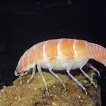 食欲が増す!？体が寿司にしか見えないウオノシラミ。