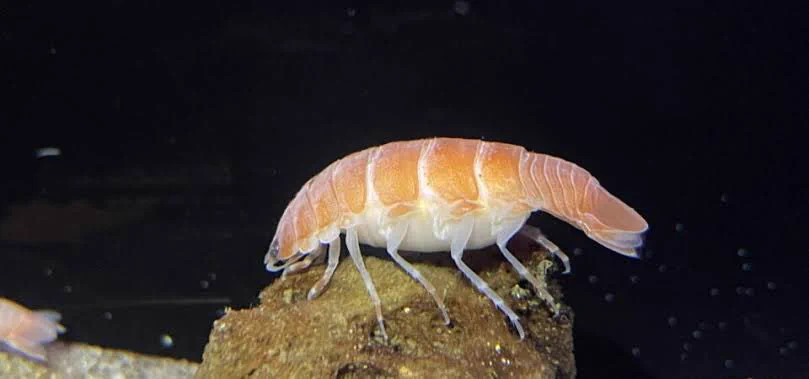 食欲が増す！？体が寿司にしか見えないウオノシラミ。