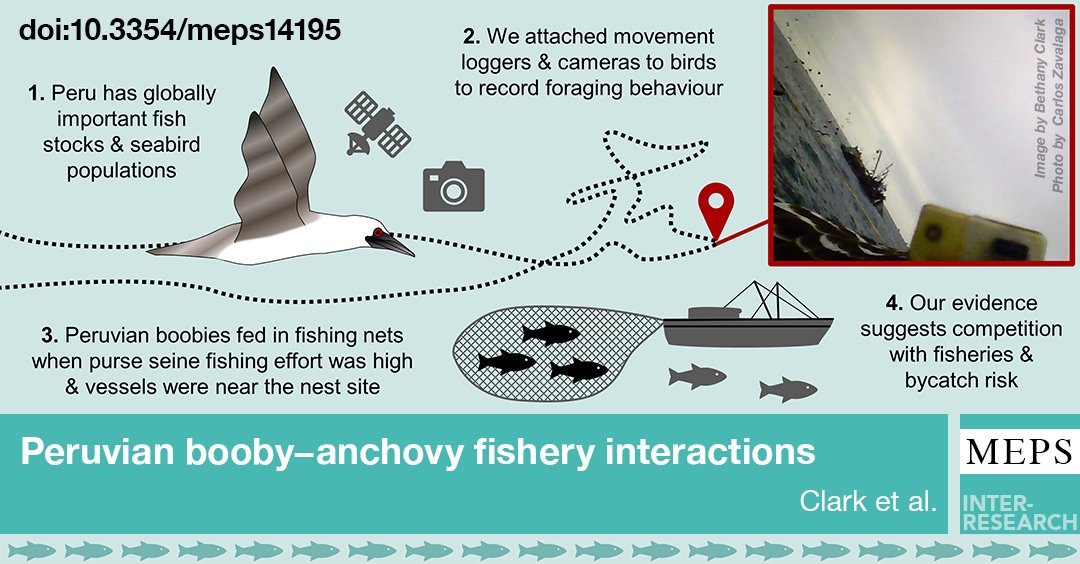 Interactions between #anchovy #fisheries &amp; #PeruvianBoobies revealed by bird-borne cameras &amp; movement loggers. New #ornithology research by <a href="/UIEMAvesMarinas/">UIEM - Grupo Aves Marinas. Peruvian Seabird Group</a> highlights potential impacts of competition with purse seine fisheries &amp; bycatch risk in Peru
bit.ly/meps_701_145