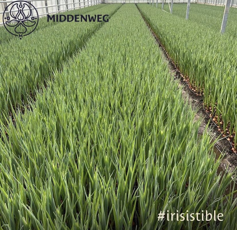 Such a pretty sight. First #irises of the new bulbs. To be harvested in 9 days ❤️. They are almost ready, are you?

#newidentity #irisistible #irissen #flowersflowersflowers #flowersofinstagram #flower #florist #flowerdaily #weddingevent #weddingflowers #weddinginspiration #iris