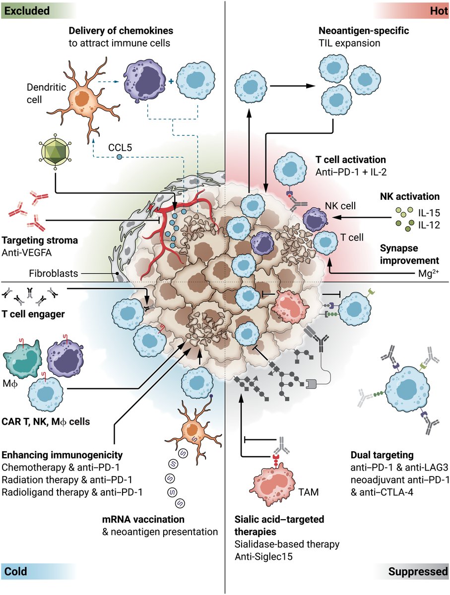 A new @ScienceTM Viewpoint reviews recent developments in #immunotherapy for solid tumors and highlights progress in translational research and clinical practice. scim.ag/Ht