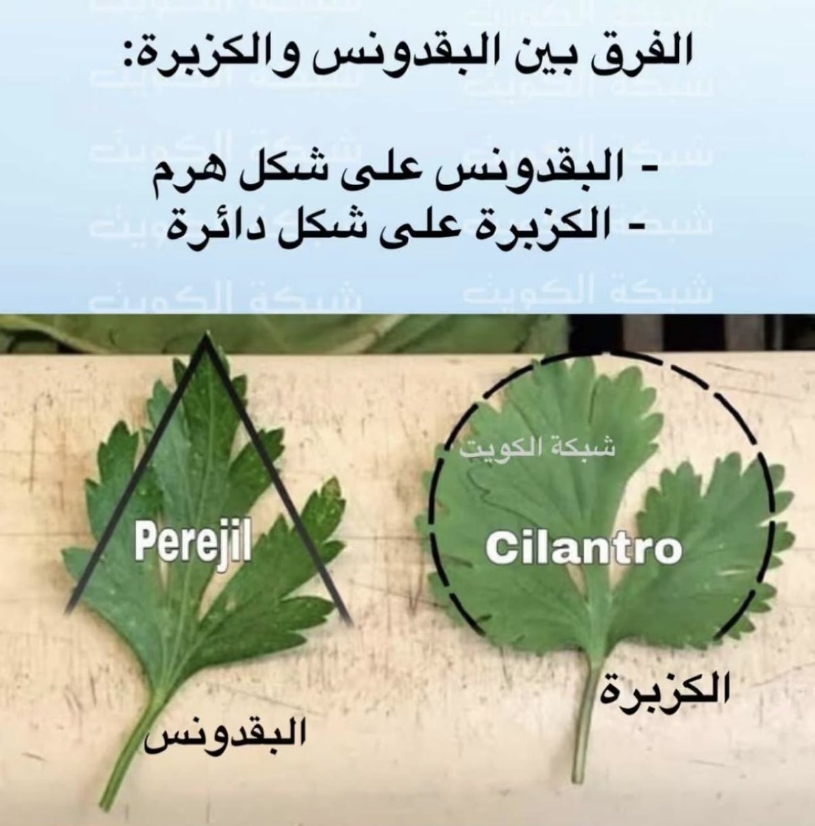Ꮩ̼̐͜͡Ꮠ͋͢Ꭾ̈ ‏عبدالله Ⓜ️ (@c11261) on Twitter photo 