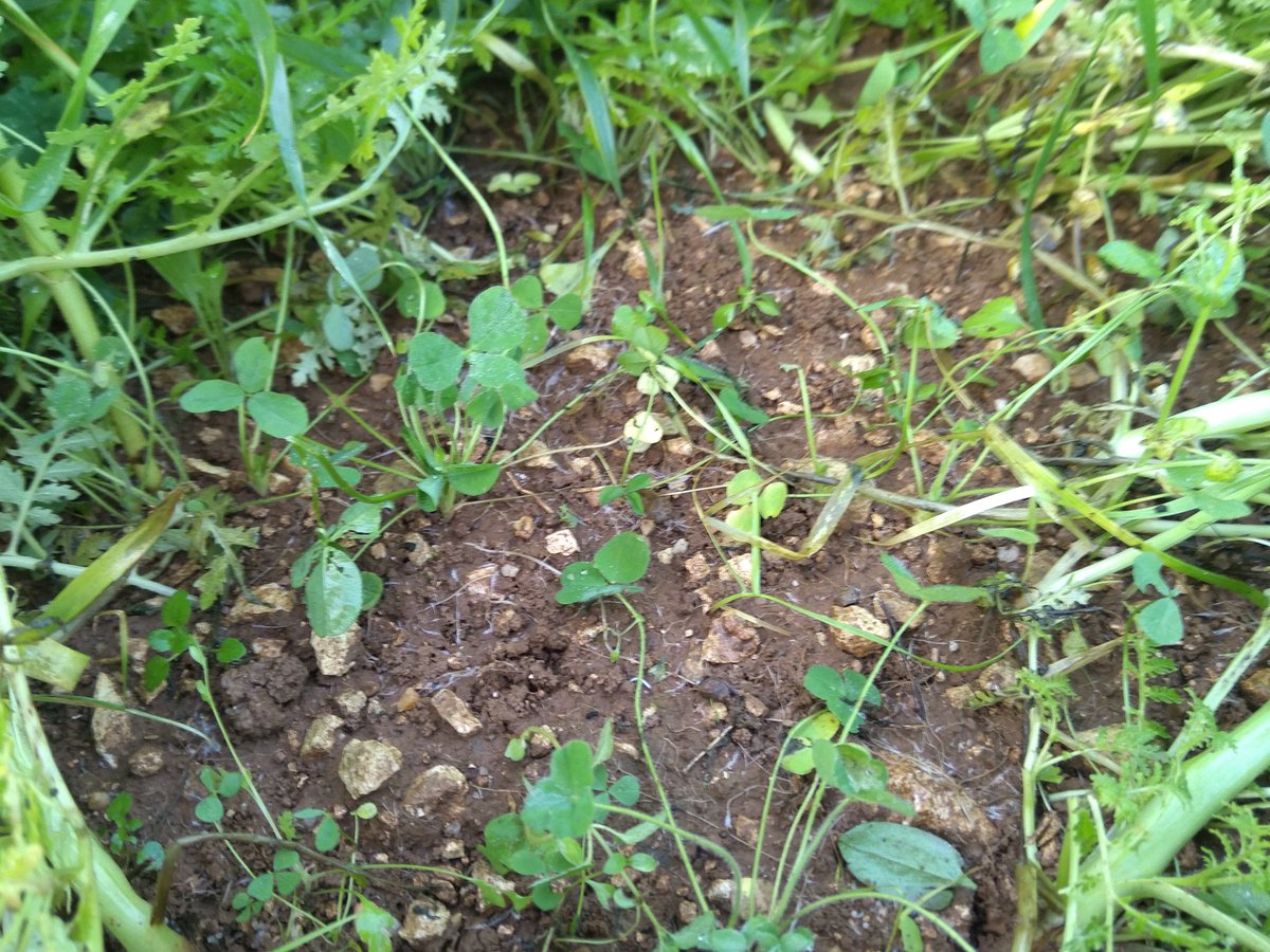 On remet le couvert avec <a href="/Gassler_SAS/">Gässler SAS</a> pour le deuxième groupe de producteurs #bio <a href="/CAVAC_/">Cavac</a>