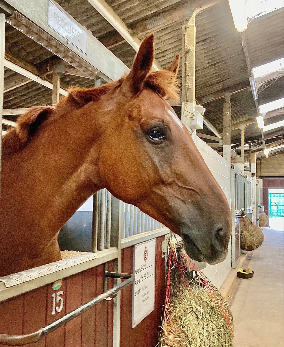 ASPoliceHorses tweet media
