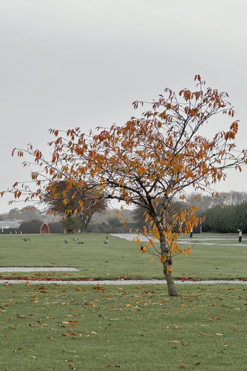 BCHolidayPark's tweet photo. 🚐 It's wildlife Wednesday! Our touring and camping season may be over, but that's not stopping the geese from their early morning gatherings

📸 The BCHP Team

#burtonconstable #holidaypark #eastyorkshire #wildlife https://t.co/dRyHbybCXQ