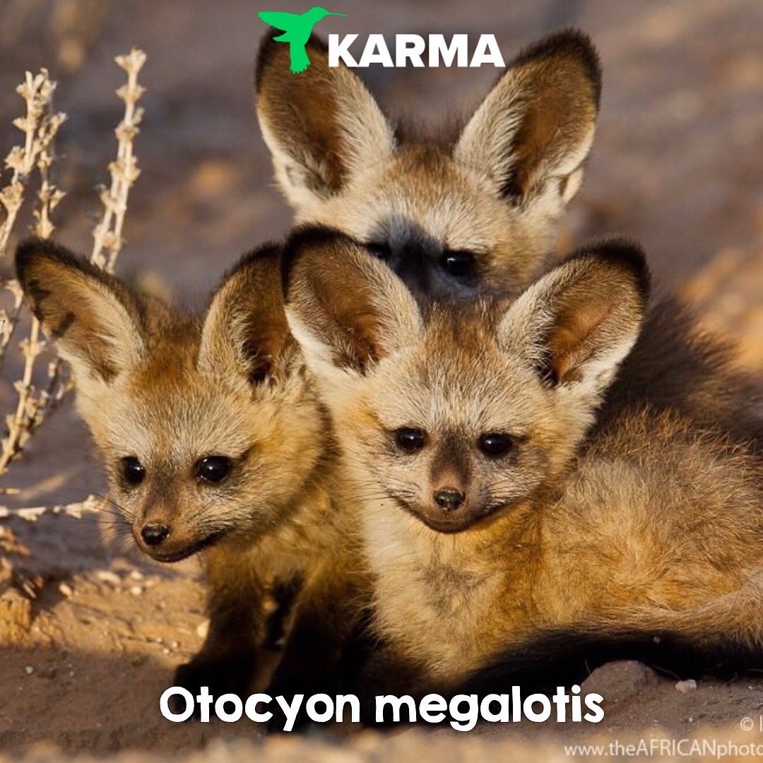 Wednesday Wonders ✨ 🐾 Otocyon megalotis (Bat-eared Fox) ❗️ IUCN Red List Status : Least Concern (LC) Check out our instagram and fb posts for more info about this incredible species!