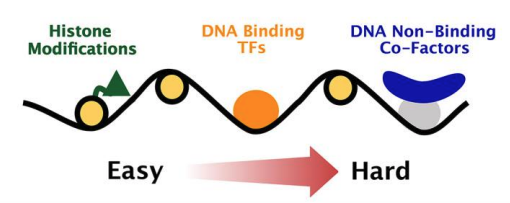 Claudio Cantù (@claudiocantu81) on Twitter photo Our CUT&RUN-LoV-U protocol is now online <a href="/Dev_journal/">Development</a>
doi.org/10.1242/dev.20…
Please use it to map the genome-wide binding pattern of non-DNA binders
FYI, it works well also with all types of targets
We'd LoV ❤️ to know how this protocol works in your hands - please feedback! Our CUT&RUN-LoV-U protocol is now online <a href="/Dev_journal/">Development</a>
doi.org/10.1242/dev.20…
Please use it to map the genome-wide binding pattern of non-DNA binders
FYI, it works well also with all types of targets
We'd LoV ❤️ to know how this protocol works in your hands - please feedback!