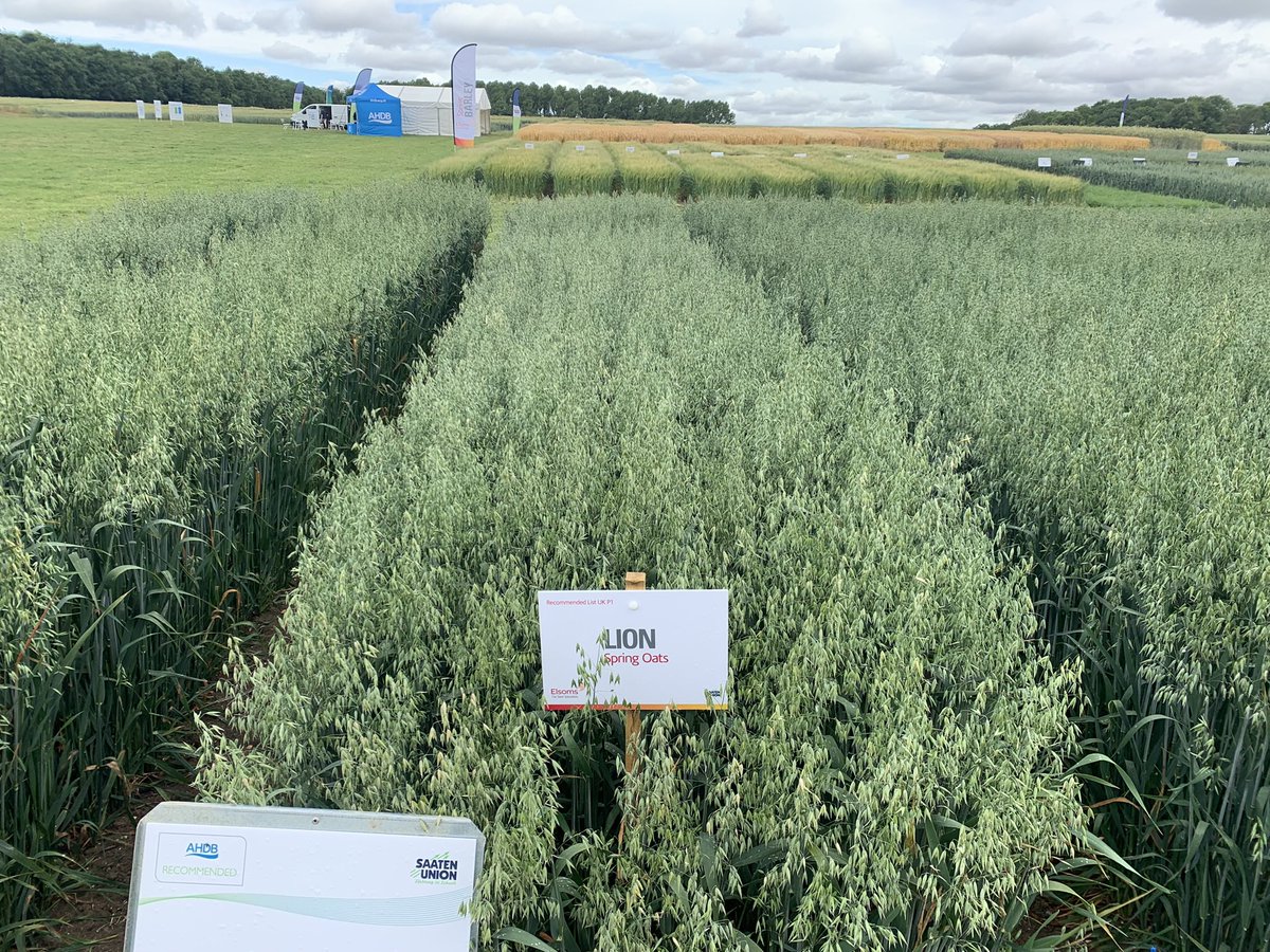 Lion - Spring Oats from <a href="/SaatenUk/">Saaten Union UK</a>.  Still the highest Kernel content on the <a href="/AHDB_Cereals/">AHDB Cereals</a> recommended list in 2023. 
Liked by end users with early maturity too. 
<a href="/Elsomsseeds/">Elsoms Seeds</a> #springoats 
Speak to us about how to get the best from this variety.