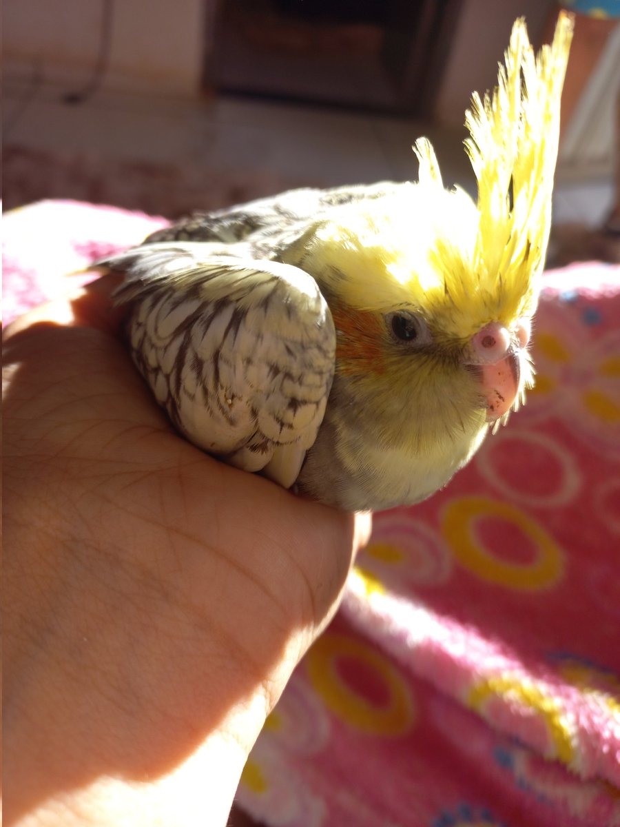 bom dia da jadezinha.🥺✨️