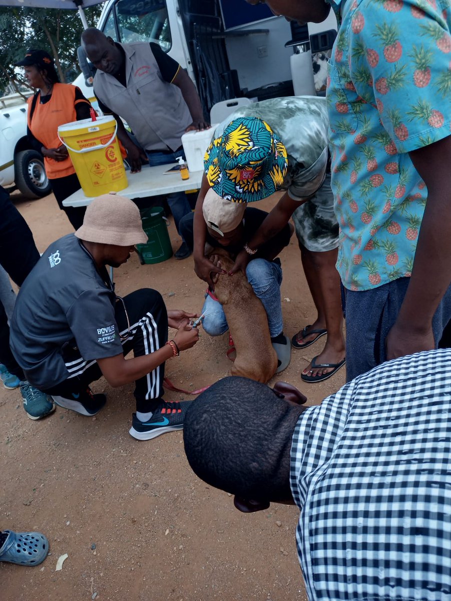 OfficialGDARD's tweet photo. The Veterinary Services have vaccinated and provided tick and flea bath for the animals today at Alexander Setswetla. #Threadclosed https://t.co/VMMo820gxL