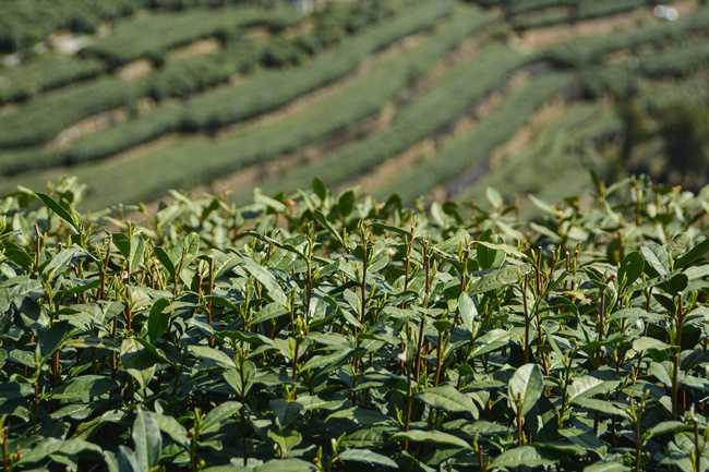izhejiang's tweet photo. 🍵 Traditional tea processing techniques and their associated social practices in #China were added to @UNESCO's Representative List of the Intangible Cultural Heritage of Humanity on Nov 29. 🥳 https://t.co/HTYlGheFqL
