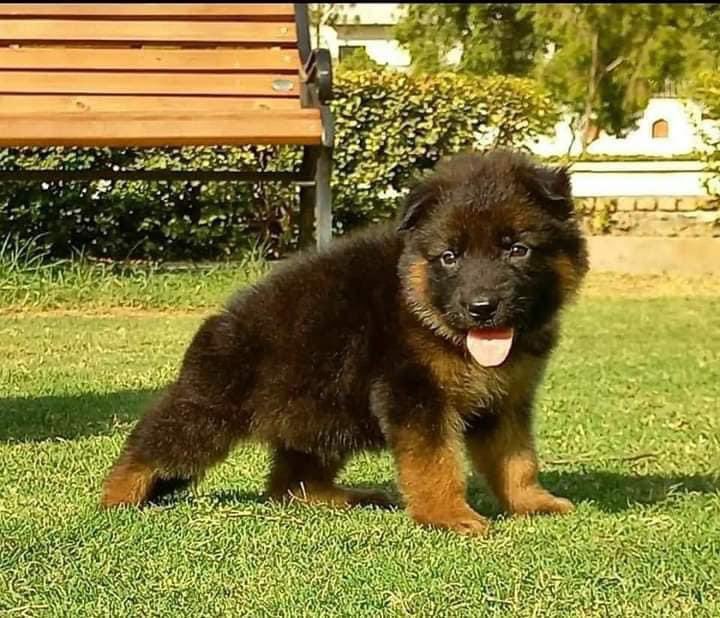 Worlds cutest German Shepard puppy? 

#gsdpics #gsdpuppy_feature #gsdlove #gsddaily #germanshepherd #germanshepherdpuppy #germanshepherdworld #germanyshepherddog #puppytrainingtips #puppytraining101