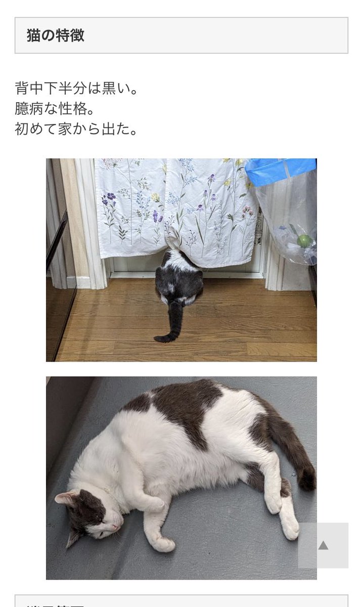 tencat22's tweet photo. 🙏#拡散希望RTお願いします 

#迷子猫 すずちゃん #探しています

5月8日から迷子です。保護されている方いませんか？
#愛媛県 #松山市 #保護猫 #迷い猫
#マドンナスタジアム
#坊ちゃんスタジアム
#愛媛県武道館 #地域猫
#愛媛県松山市 #保免 #白黒迷子
＃愛媛県迷子猫 https://t.co/ebu8AsIHJ1