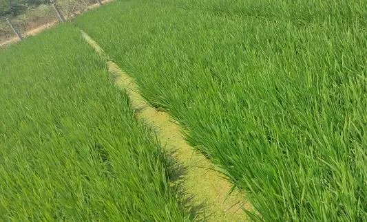 IFDC Asia (ARCHIVED) tweet media