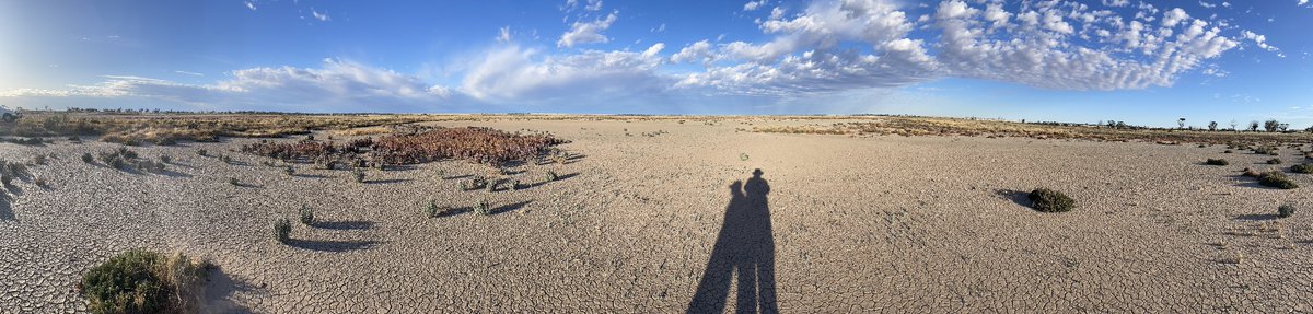 Kelly_Shepherd's tweet image. Fantastic fun hunting for salt living samphires with @AnzeCalasan… including rare and potentially new species. Can’t wait to see this work come to fruition… (we’ve been collecting seeds!).