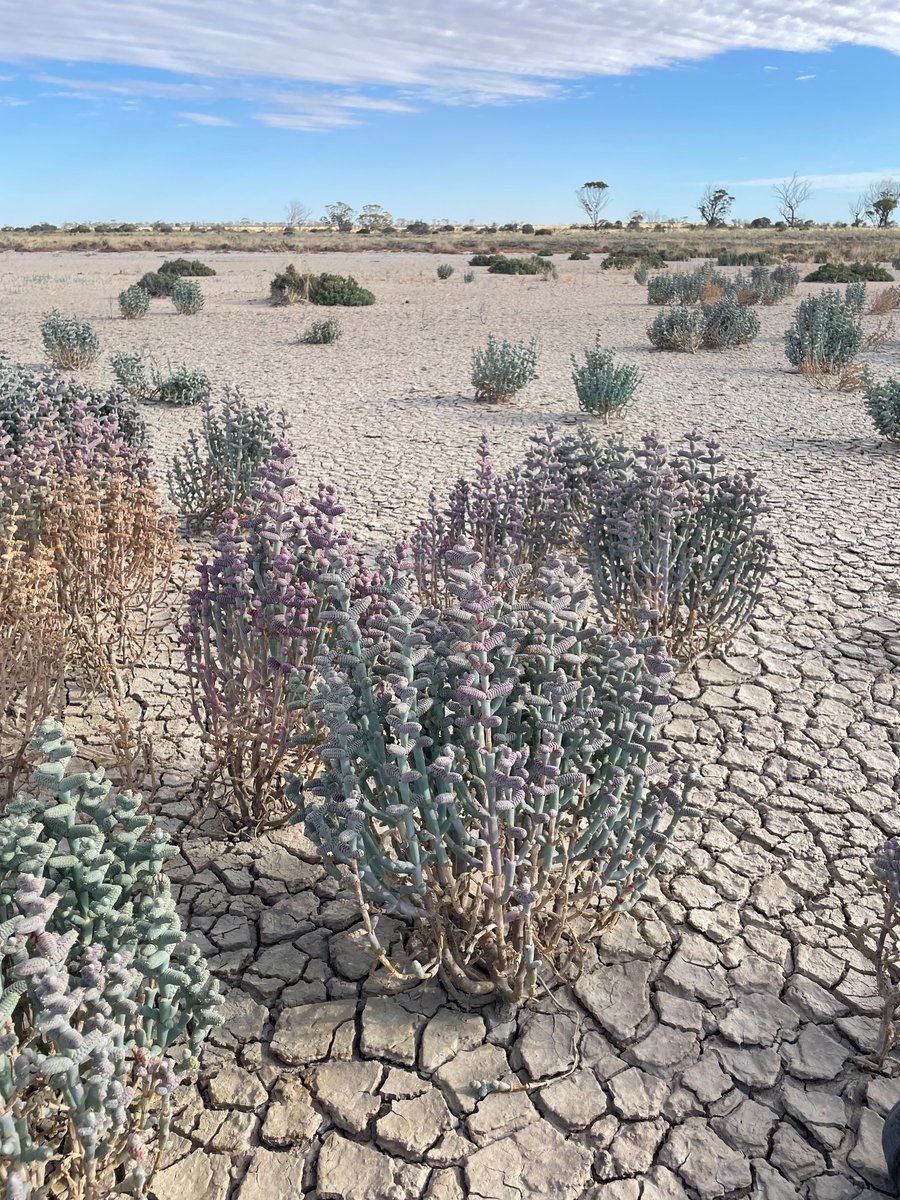Fantastic fun hunting for salt living samphires with @AnzeCalasan… including rare and potentially new species. Can’t wait to see this work come to fruition… (we’ve been collecting seeds!).
