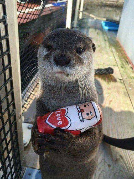 In_Otter_News2's tweet photo. Thanks Steve, that's really festive of you. https://t.co/zeGOMe5zZl
