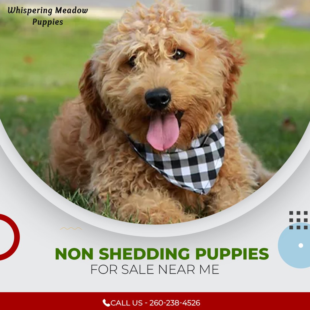 Whispering Meadow Puppies (@MeadowPuppies) / Posts / X