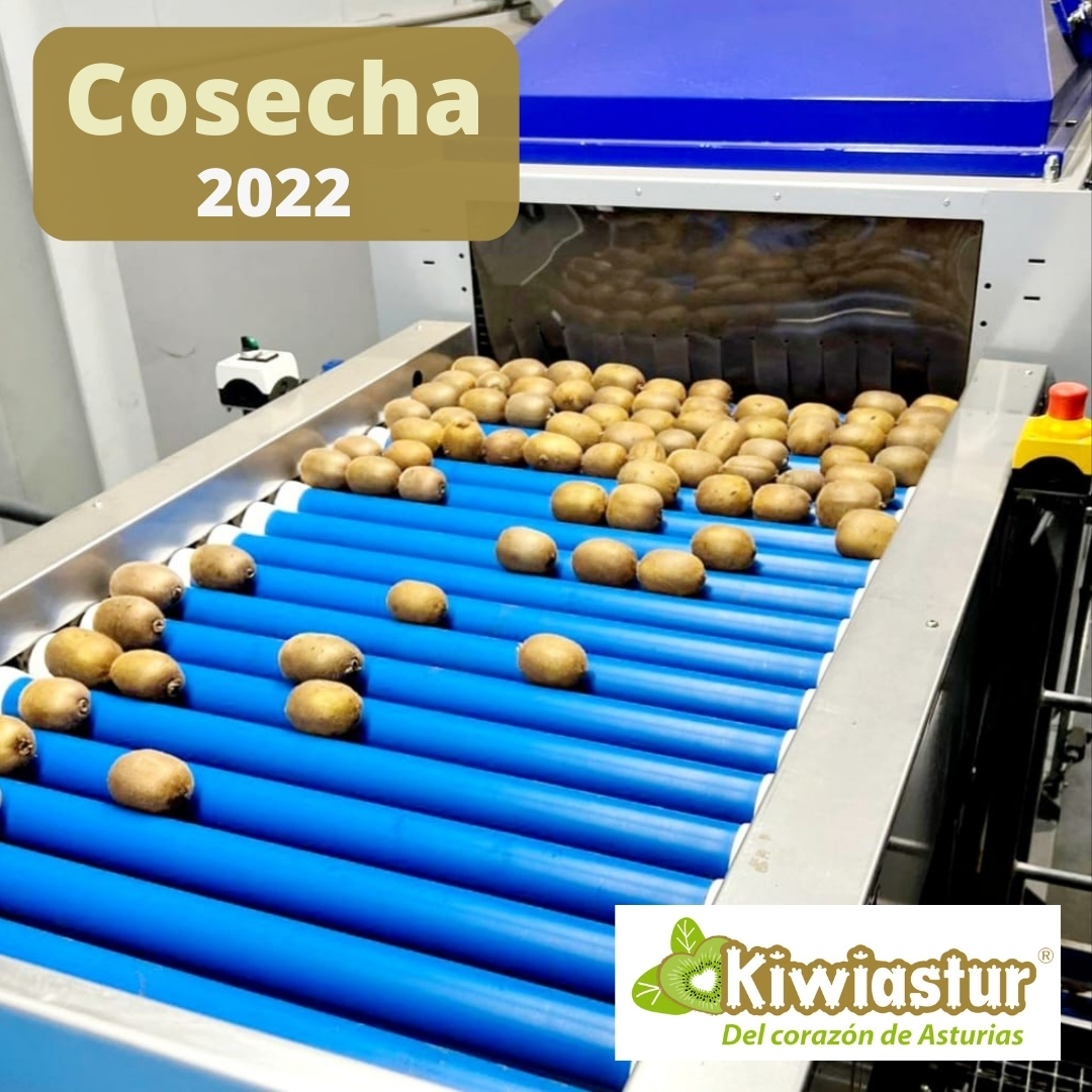 kiwiastur's tweet photo. KIWIASTUR.  Próximamente, los asturianos tendrán en sus comercios los mejores kiwis 🥝 de nuestras fincas producidos en el corazón de Asturias y a la mejor relación calidad/precio.

Pida que sean KIWIASTUR 😉.

#kiwi #Pravia #Peñaullán #DelCorazónDeAsturias #5aldía #almenos5aldía https://t.co/iE82rmA5a7