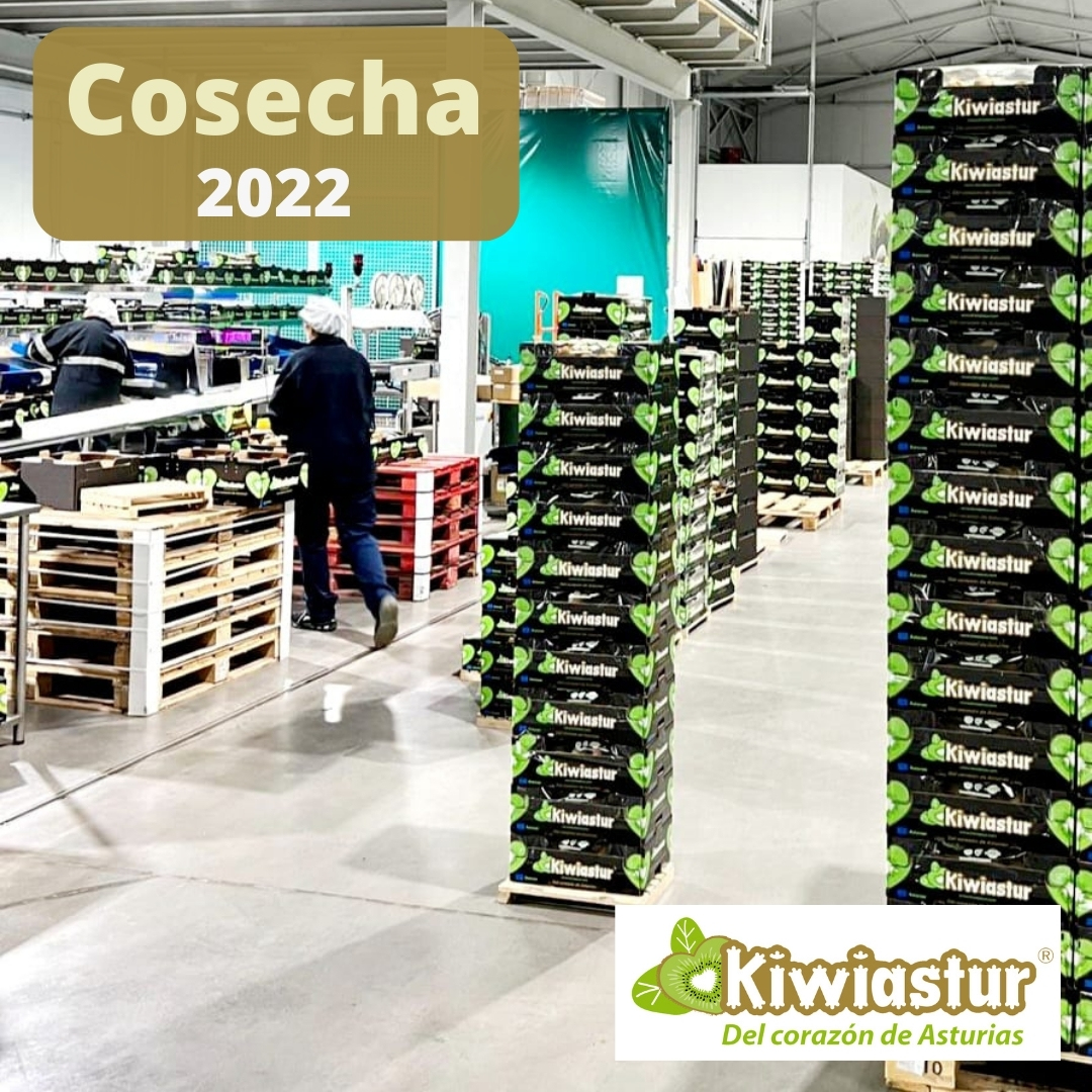 kiwiastur's tweet photo. KIWIASTUR.  Próximamente, los asturianos tendrán en sus comercios los mejores kiwis 🥝 de nuestras fincas producidos en el corazón de Asturias y a la mejor relación calidad/precio.

Pida que sean KIWIASTUR 😉.

#kiwi #Pravia #Peñaullán #DelCorazónDeAsturias #5aldía #almenos5aldía https://t.co/iE82rmA5a7