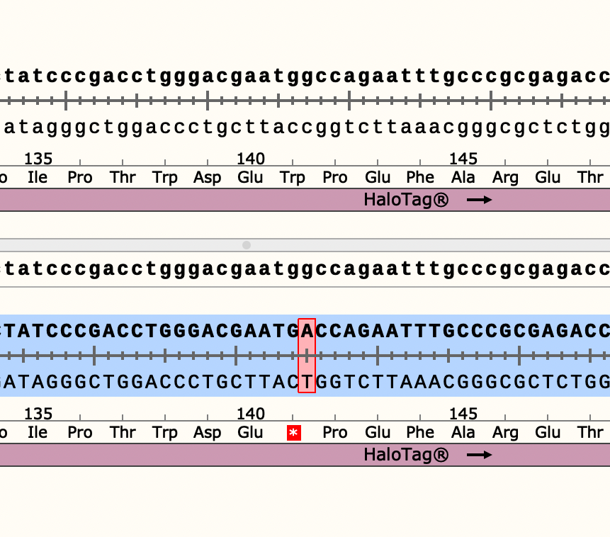 BenjaminKopek's tweet photo. Stop codon in the middle of my protein!?!? That explains why I didn't see any expression. Now to find out if it was in my template or introduced by PCR. Looks like I'm sending some more samples to @plasmidsaurus this week. https://t.co/Yv8G5UpD1A