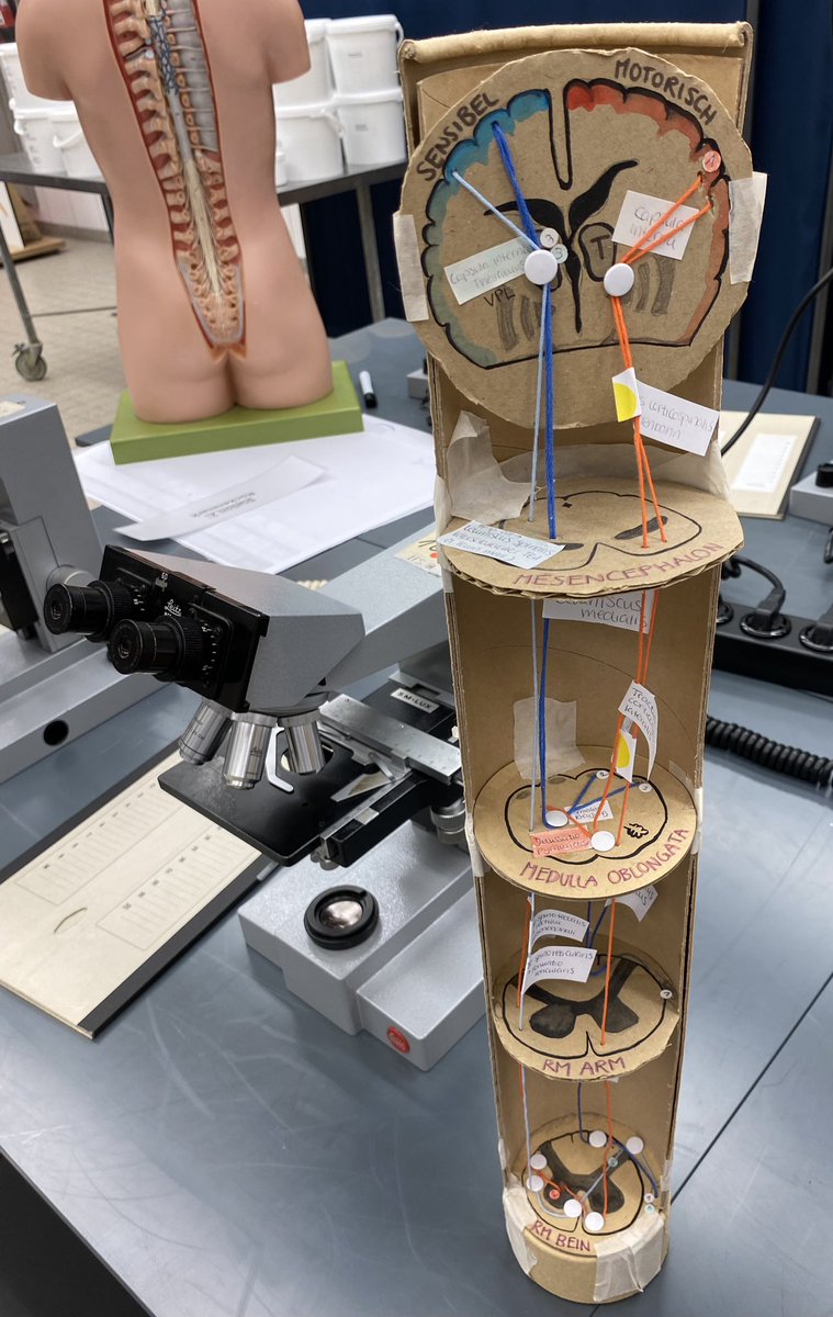 In my #neuroanatomy class, the creative student tutors invented another model to visualize the course of the spinal tracts. 🧠👀🤩
#MedEd #NeuroEd #neurotwitter #MedStudentTwitter #spinalcord