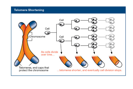 Intro to Transmission Genetics

A look a the terms around inheritance and chromosomes.