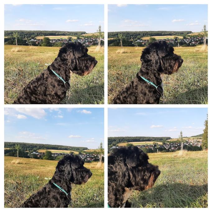 Damien_DEU's tweet photo. 🐶#Yoshi kann sich gar nicht aufs Gassigehen konzentrieren. Immer denkt er darüber nach, welches Video als Nächstes für euch erstellt werden soll. Werde ihn mit Bällen ablenken🥎
Seine bisherige Arbeit → https://t.co/OuOsMqiAz9📺
#reddit #redditdeutsch #ddeu #damiendeu https://t.co/P2Bx9B8Bfy