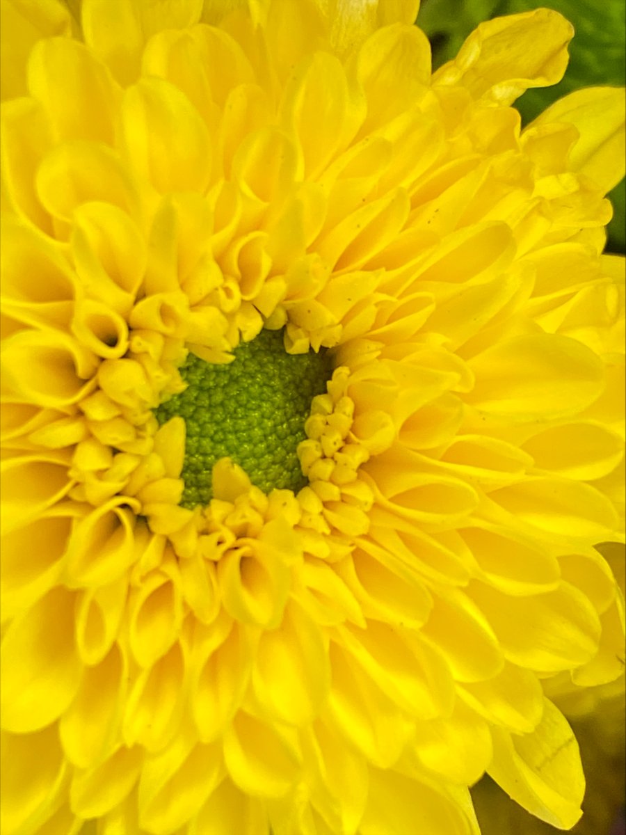 WOW! Beautiful macro images of flowers created by the talented Connie in year 9! #talentedstudent #motivatedtostrive #macrophotography #inspired @maestegphoto <a href="/MaestegSchool/">Maesteg School</a>