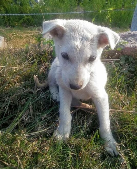 TweeetsOfDogs's tweet photo. I am not pretty? 🙁 but so far nobody has sha red my picture 🥺💔 https://t.co/5EyDOaCVxU