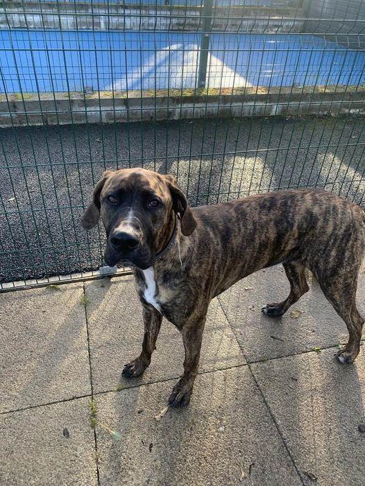 AdoptionsUk's tweet photo. Please retweet to help Stella find a home #LANCASHIRE #ENGLAND 

Aged 1, stiff x Deerhound, this lovely bouncy girl can live with older teenagers and needs to be the only pet in the home. 

DETAILS or APPLY👇
https://t.co/VvD6WeTJvk…

#dogs #Mastiff #pets #AdoptDontShop  #UK https://t.co/IWAoyUIXHA