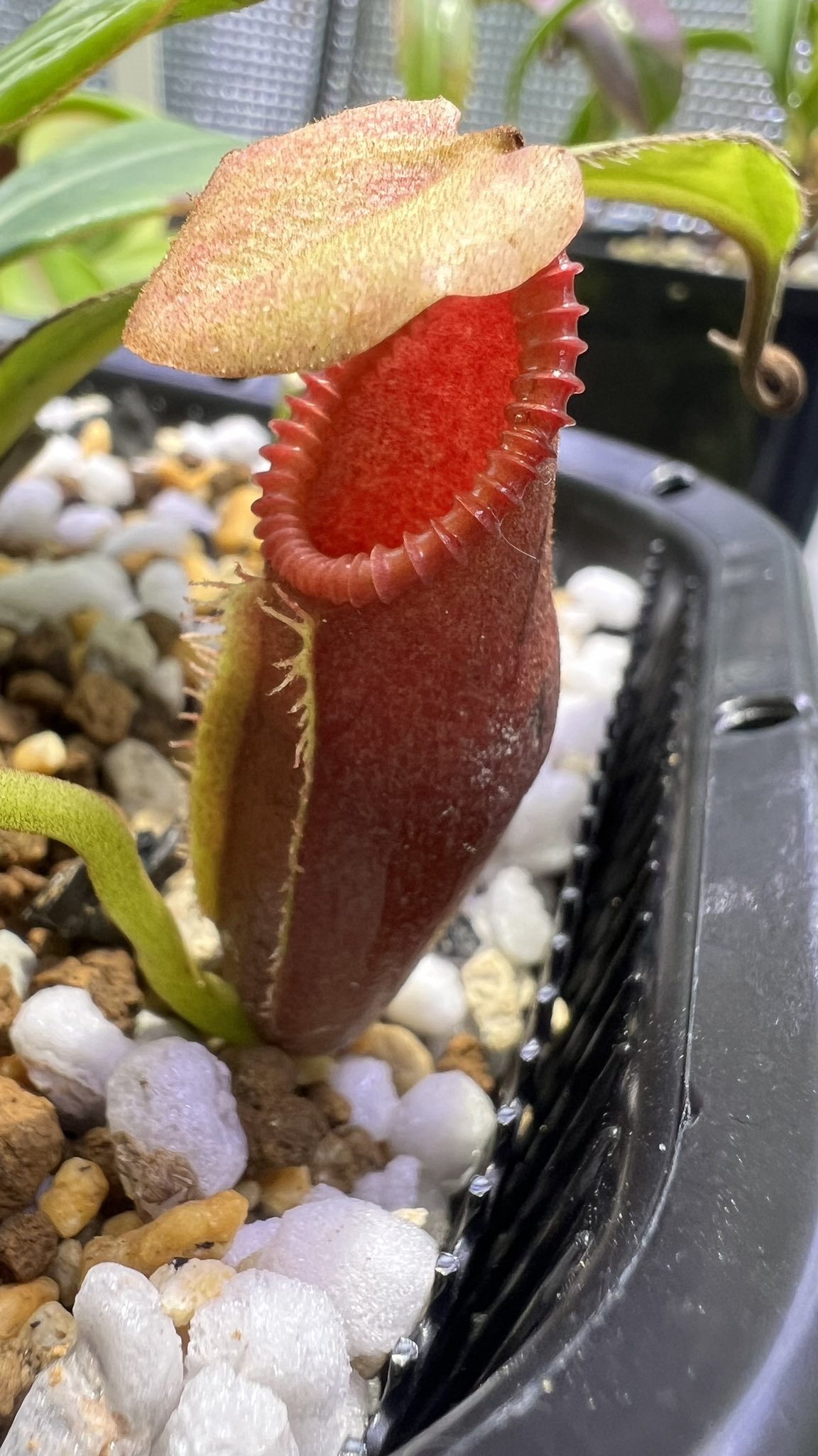 N. hamata x villosa ウツボカズラ 食虫植物 Nepenthes