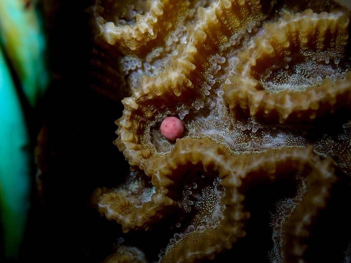 A rare negatively-buoyant coral bundle... who missed the party.