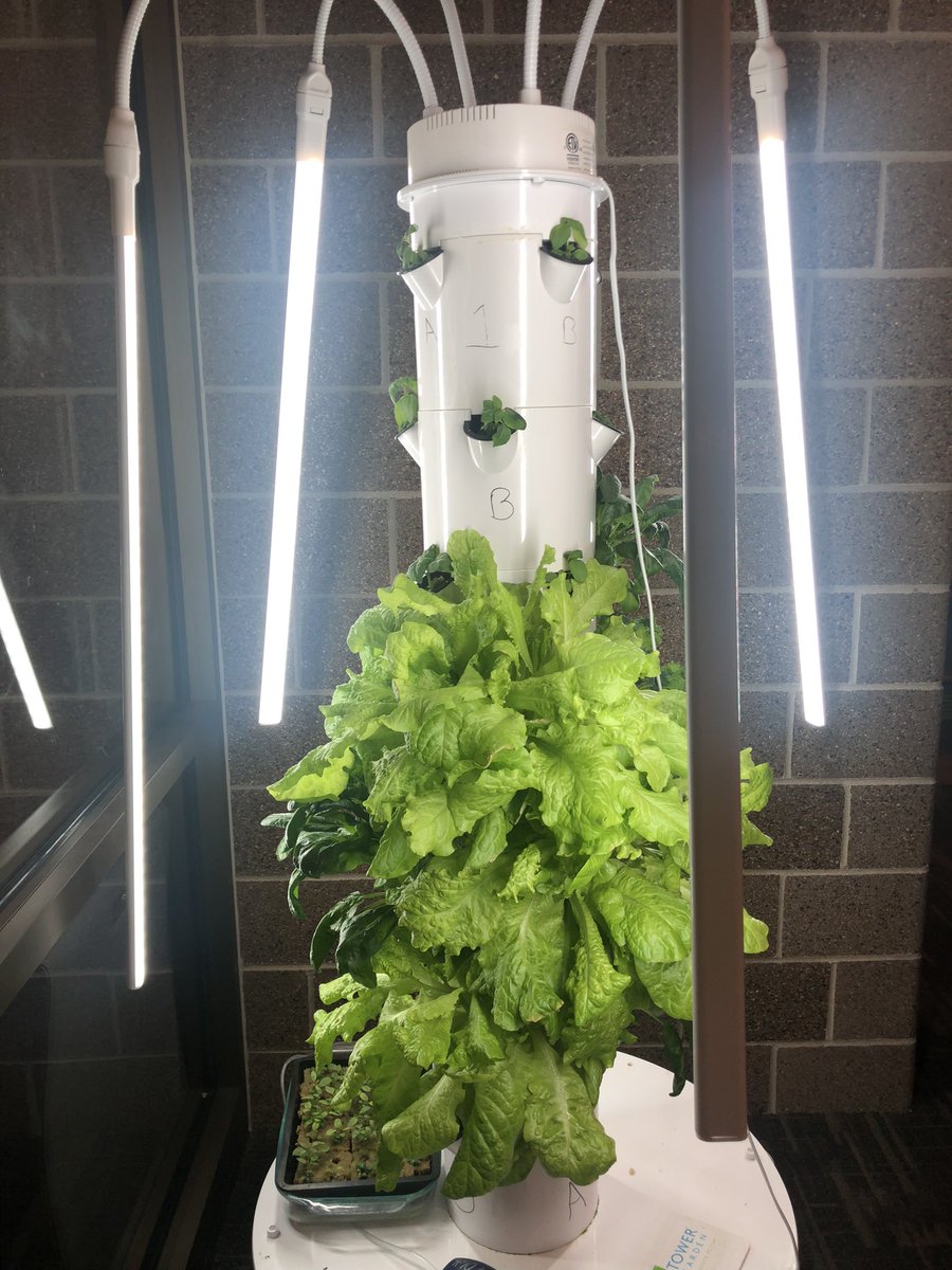 The tower garden before harvesting the lettuce, kale, and spinach 🥬 with the 5th grade helpers in <a href="/MrsRayin5th/">Kristin Ray, NBTC</a>’s class! Can’t wait for these basil plants on top to start growing more, too! 🌿