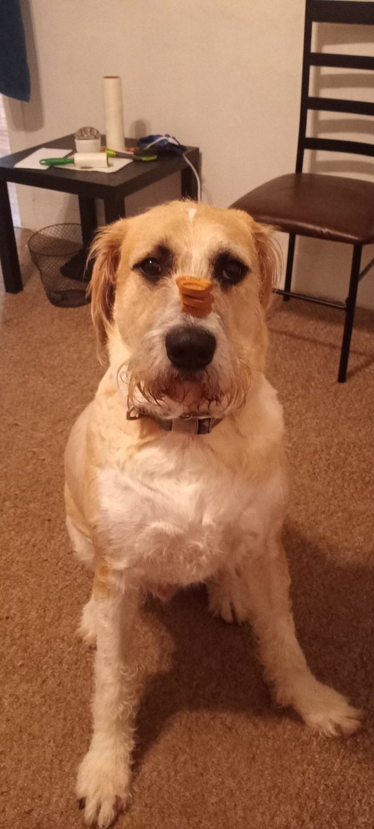 danielf60354922's tweet photo. @lenaaabby_ If your ok with dogs then I got a spare room just saying https://t.co/FdDljPrYMA