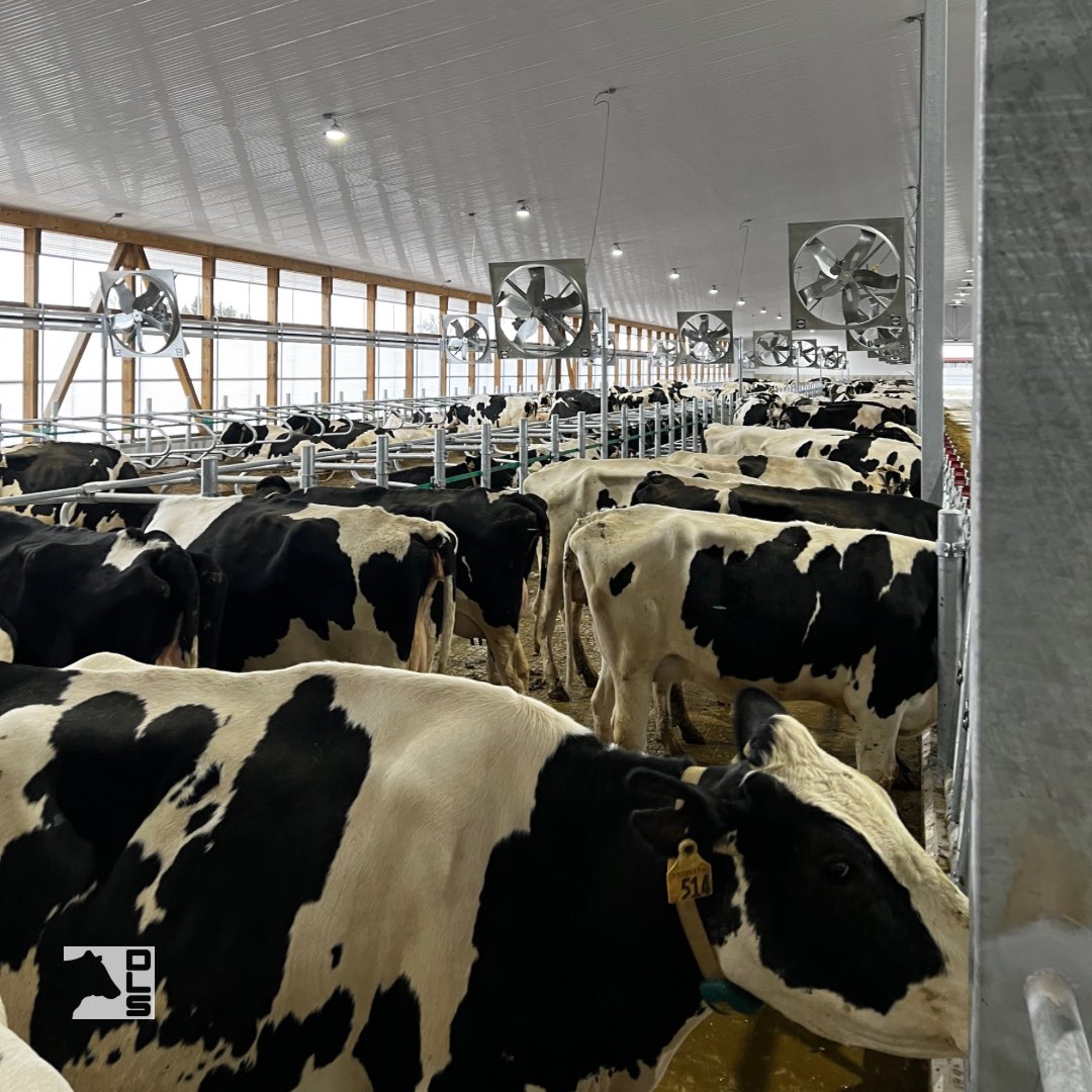 dairylanesystem's tweet photo. The cows are in their new barn at Steenbeek Dairy in Varna, Ontario. This barn includes Jourdain stabling, DLS fans, and a covered sand lane system utilizing a Daritech pump and controls.
#DLSdairy #dairy #dairyfarmer #milk #milking #agriculture #ontag #Daritech #Jourdain https://t.co/TATfidcJ0w