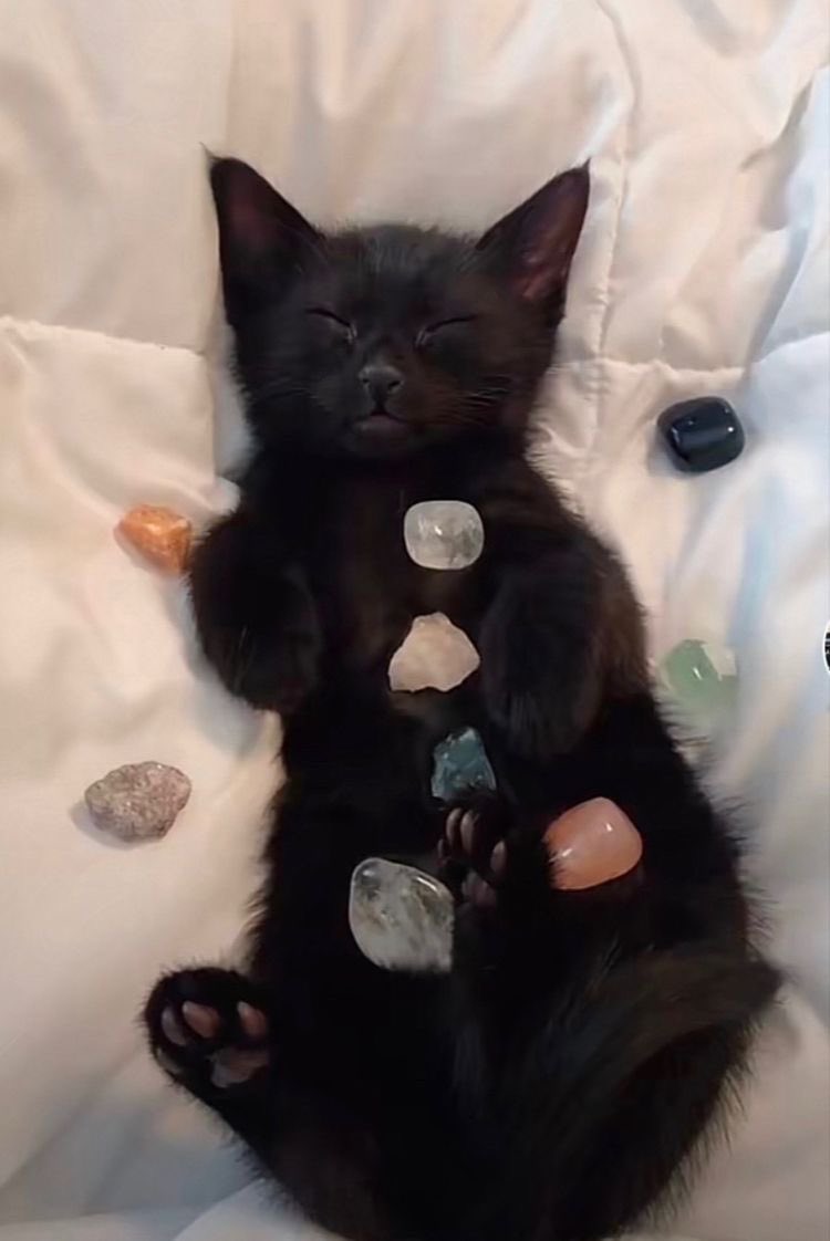 me as a cat