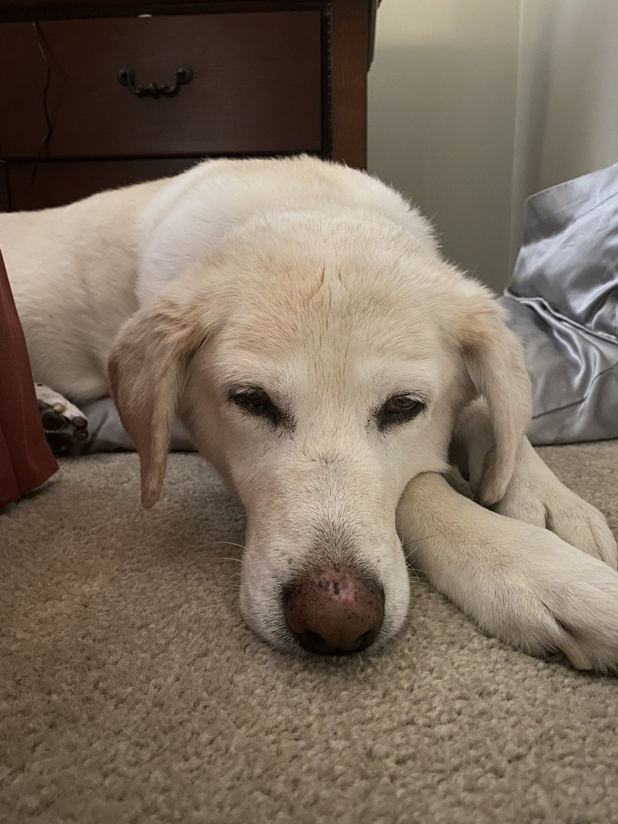 Lindsay Hammill tweet media