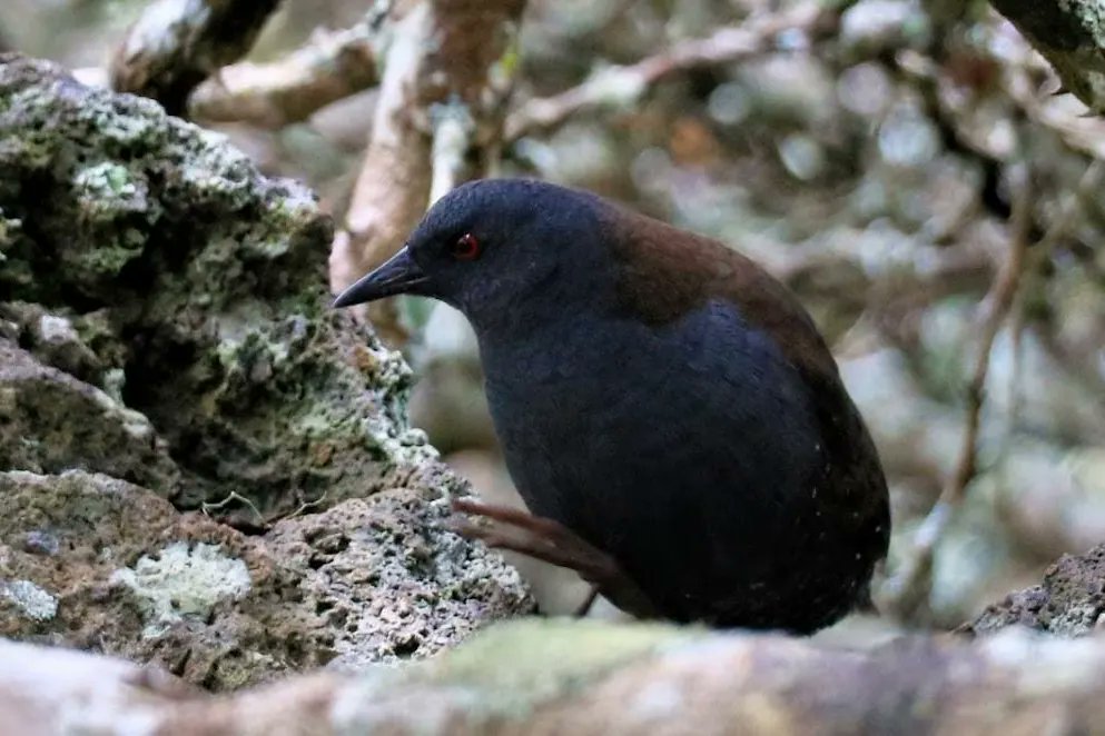 #Galápagos | 10 años después de la eliminación de roedores introducidos en Rábida y Pinzón, las islas continúan con su proceso de restauración. Nuevas especies han llegado a colonizar y otras que se creían extintas localmente están presentes nuevamente. Gracias @NoExtinctions