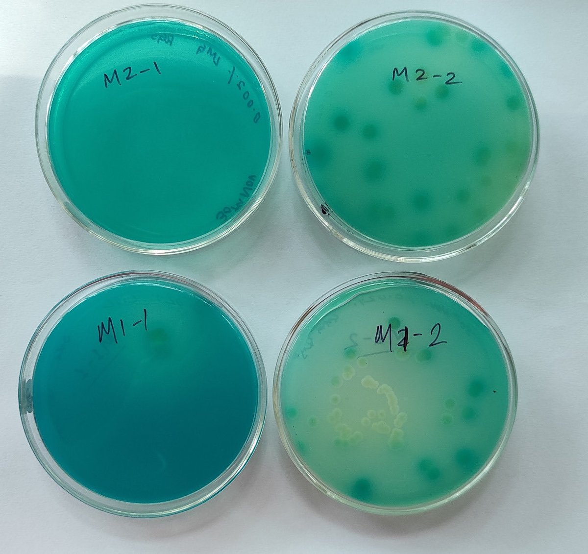 NvinChaudhary's tweet photo. NFSU Goa 1st batch https://t.co/K4LQw6rgt4 FS students specializing in Forensic Biotechnology have isolated dye-degrading bacteria from polluted soil samples. Decolorisation of dye indicates it��s degradation by bacteria with a promising application in environmental bioremediation https://t.co/JbpDnhEjeJ