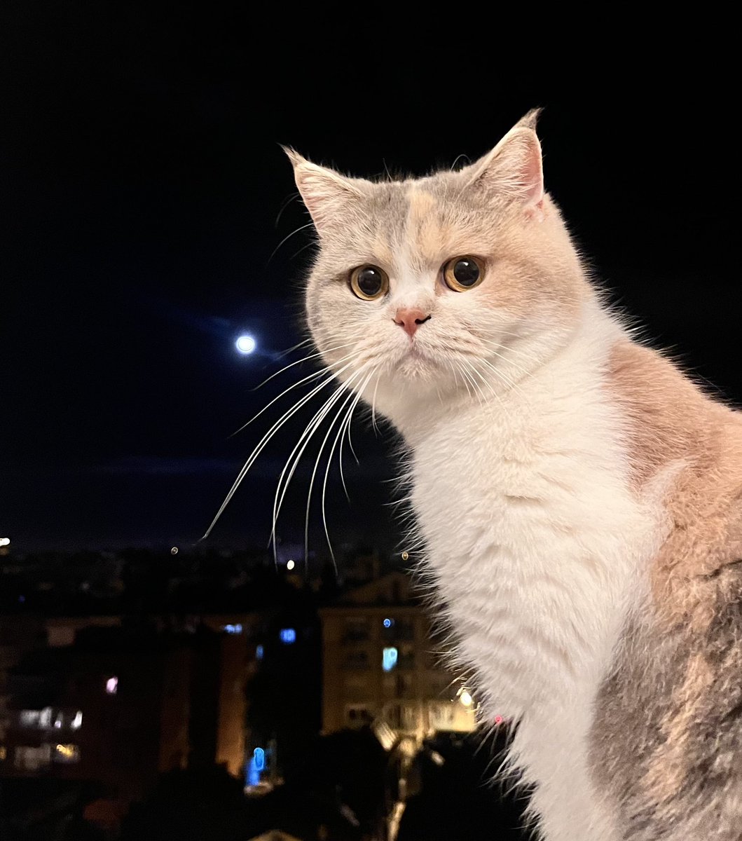 Aliceinpc's tweet photo. Hayatta senin kadar sevdiğim çok az şey var ay surat 🖤 https://t.co/8thY6bRsGj
