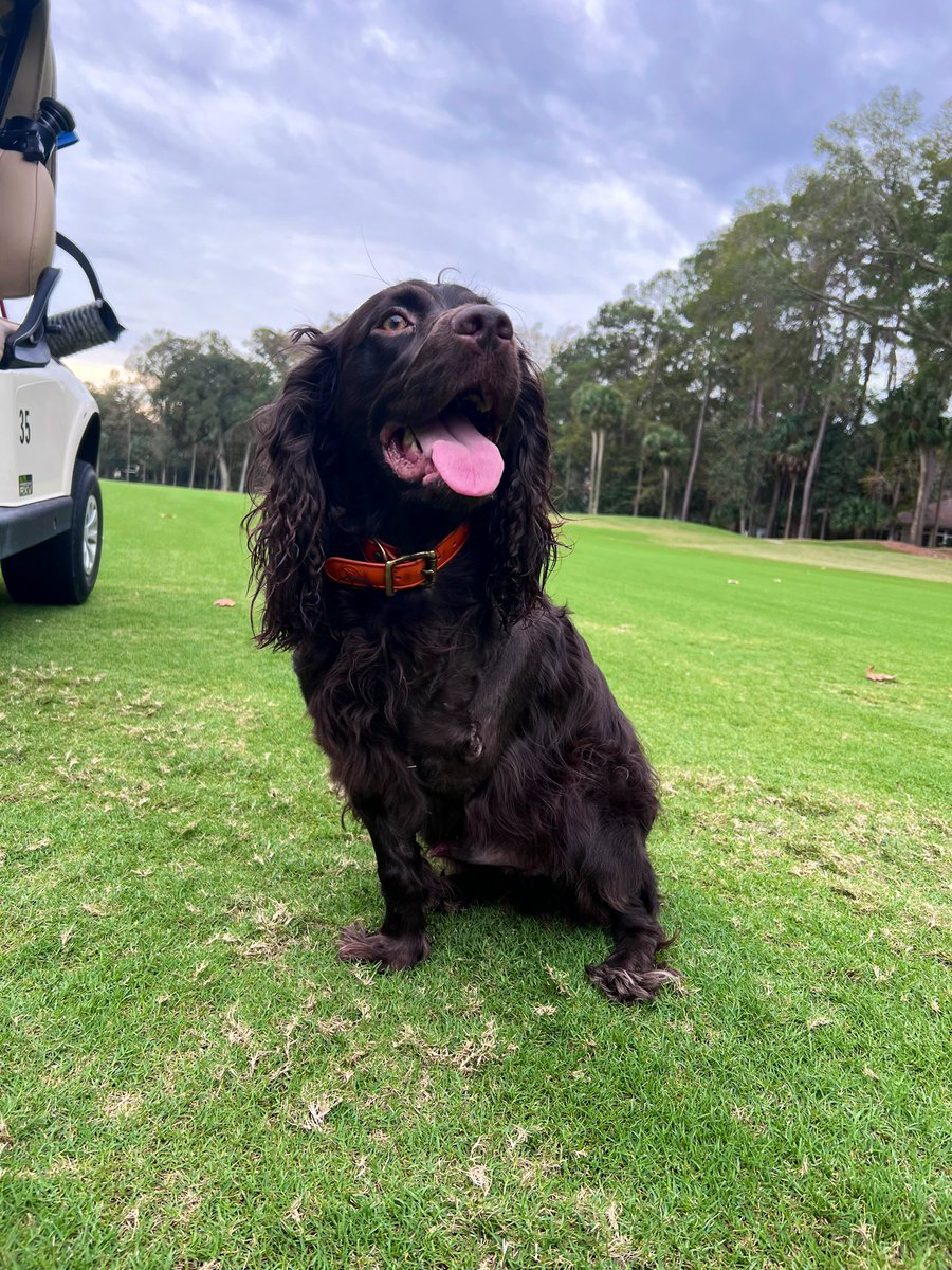 BillyBagwell's tweet photo. Tucker returned to work this week following his surgery recovery and boy was it great to have him back. He walked right into the break room to greet the Team and toured the course like nothing ever happened. #tripawed https://t.co/rRKQ3GlUl2